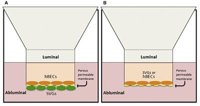 Tissue-Type Plasminogen Activator and Tenecteplase-Mediated Increase in Blood Brain Barrier Permeability Involves Cell Intrinsic Complement